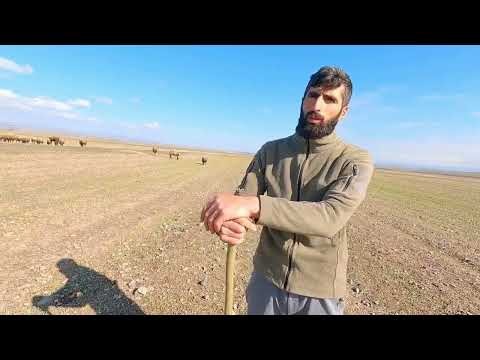 KARSTA KURT BOĞAN KÖPEKLER VE DEV GİBİ KOÇ
