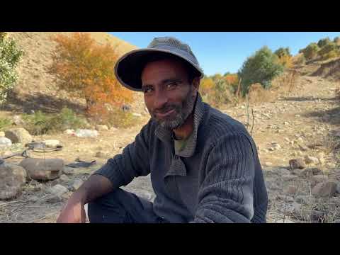 PALAZ ve POZGEWR BİRBİRİNE GİRDİ KUZULARIN ANNLERİ KARIŞTI