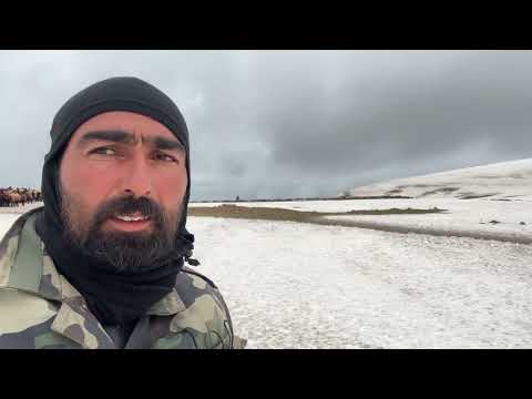 KURT TEPEDEN KOYUNLARI İZLEDİ YUVARLANAN KAYA KUZUYU İKİYE