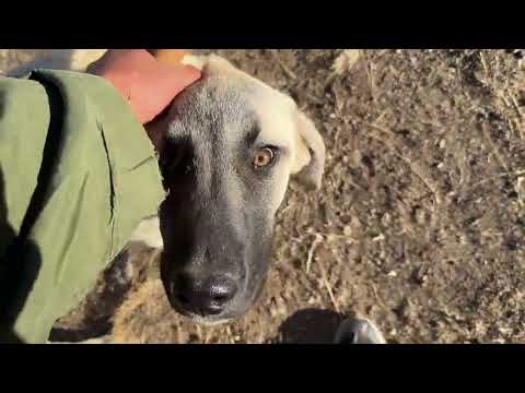 POZGEWR YABANCI SÜRÜ KÖPEĞİYLE BOĞUŞUYOR