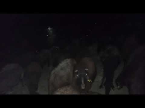 KURT TAKİBİNDE GECE KOYUN YAYMAK imkanlar dahilinde