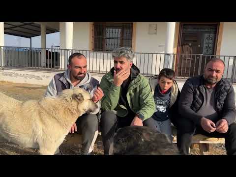 KUZU KABUL ETTİRME YÖNTEMİ FOTOĞRAFÇI MEHMET ÖZCANLA SOHBET