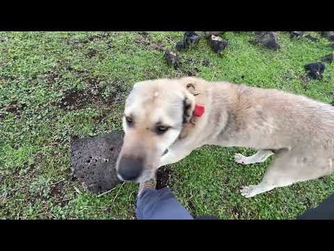 YÜKSEKLERE DOĞRU KISA BİR YOLCULUK KÖPEKLER SÜRÜYÜ