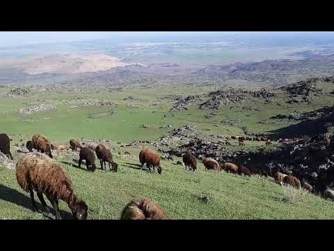 Türkiyenin en yüksek dağında koyun otlatmak AĞRI DAĞI