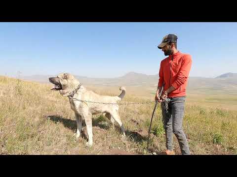 ZALIMIN YANINA GETİRİLEN YENİ DİŞİ KÖPEK KOYUNLARI ALINCA