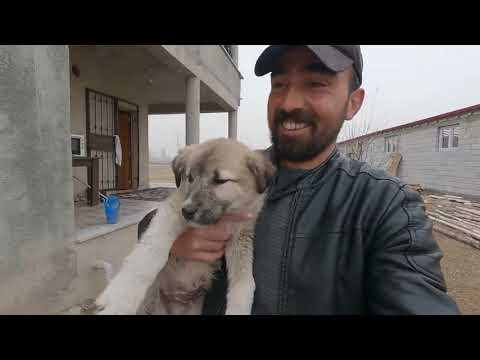 GÖKHANIN KÖPEKLERİ VE KUŞLARI AHIR İNŞATINDA SON DURUM