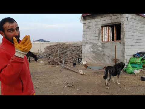 KÖPEKLERİMIZİN LİDERLIK MÜCADELESİ DAĞDA DOĞAN KUZULAR