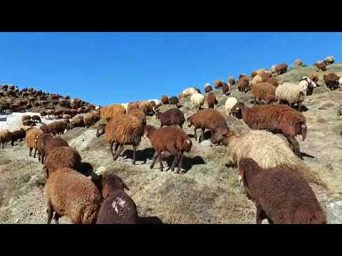 BULUTLARIN SEVİYESİNDEKİ ÇEMÇE YAYLASI ağrı KAR