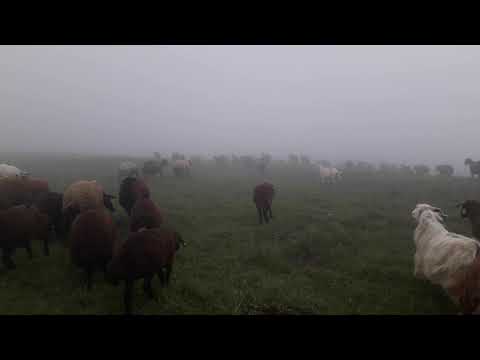 sisli havada köpeklerimiz sürüyü koruyor