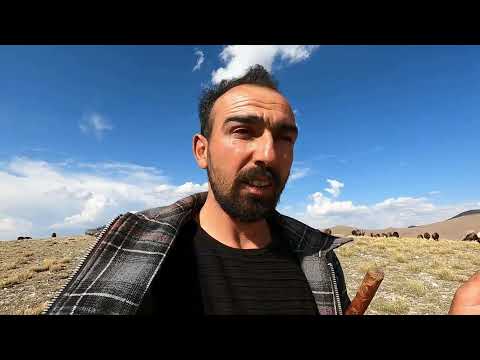 BEKLENEN SONUÇ OLMADI KOÇ DÖVÜŞÜ