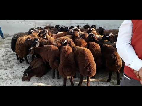 IĞDIR HAYVAN PAZARINDA SON DURUM KUZU VE KOYUN FİYATLARI