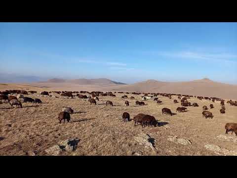 BÖLGENİN EN YÜKSEK DAĞLARINDA KOYUN YAYMAK allahu ekber dağı