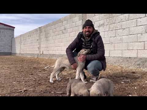 1 AYLIK ENİK 3 AYLIK ENİĞE KAFA TUTUYOR KÜÇÜKLERE EV