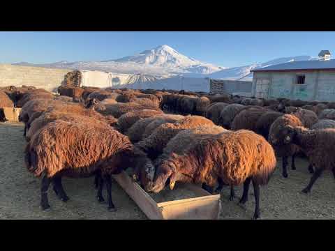 DOĞUMLAR BAŞLADI KOYUNLARA AŞI YAPTIK SARSILMAZ İLE POZGEWR