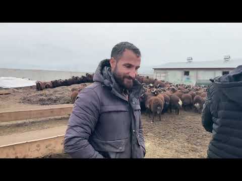 KUZULAR SATILDI ÜRETİCİLER İÇİN ZOR SENE