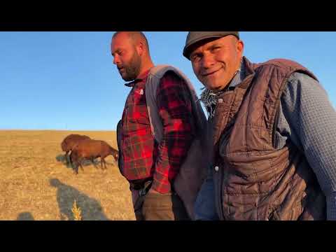 MÜSLÜM KOYUNLARI SATTI ÇOBANLARIN ARASINDA GERİLİM