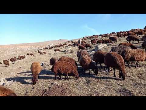 KOYUNCULUKTA DAHA FAZLA VERİM VE KAZANÇ ETMENİN PÜF