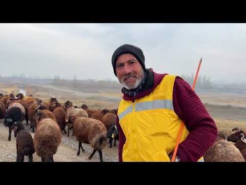 SÜRÜNÜN ALFA KÖPEĞİ HIRÇO DİĞER KÖPEKLERİ PÜSKÜRTTÜ YENİ
