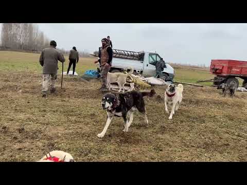 KÖPEKLER İKİ GÜNDE ÖZLEMİŞLER ÜSTÜME ATLIYORLAR