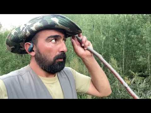 SÜRÜYLE BİRLİKTE ORMANLARA DALIYORUZ