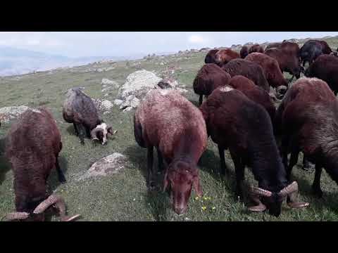 MOR KARAMAN KOÇUNUN ÖZELLİKLERİ