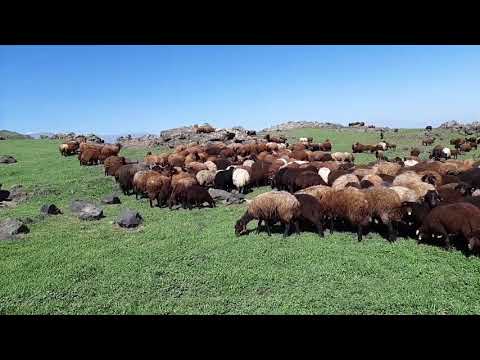 Ağrı dağında koyunlara tankerler ile su veriyoruz