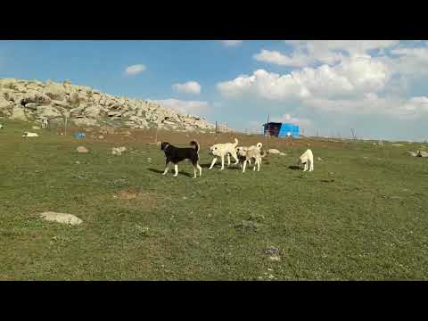 BÖYLE CESARETLİ KÖPEK GÖRDÜNÜZ MÜ