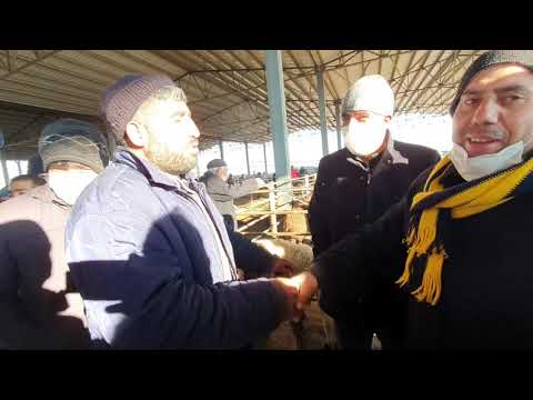 IĞDIR HAYVAN PAZARINDA KOYUN KUZU ve BÜYÜKBAŞ FİYATLARI