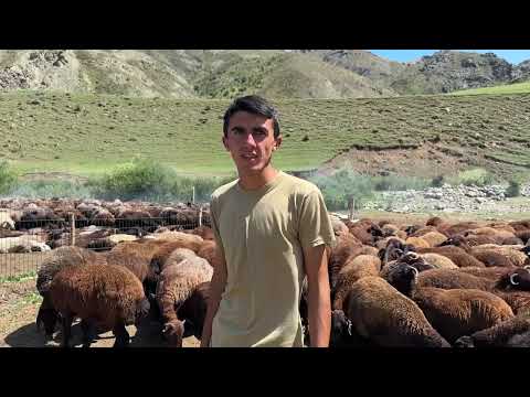 SARSILMAZ ÖLÜMLE BURUN BURUNA EŞEKTEN DÜŞME VAKASI