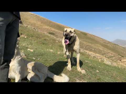 DEV KÖPEĞE KARŞI PALAZ VE POZGEWR BÜYÜK BOĞUŞMA