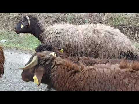 ZORLU VE YAĞMURLU BİR GÜNDE ÇOBANLIK