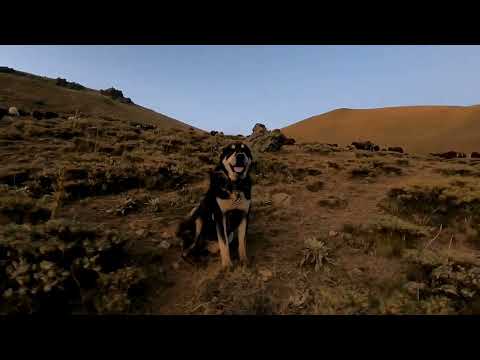 SONBAHAR SOĞUKLARI BAŞLADI KÖPEKLERLE KURTLARIN MÜCADELESİ