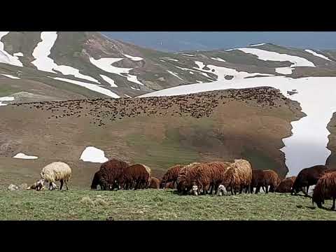 GÜNEŞ PANELLİ EŞEK GÖÇ YOLCUĞUMUZDA ZORLU BİR GECE OLACAK