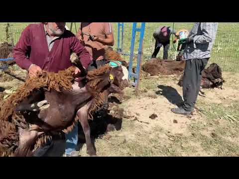 KOYUNLARIN KIRKIM ZAMANI ZORLU VE YORUCU GÜNLER