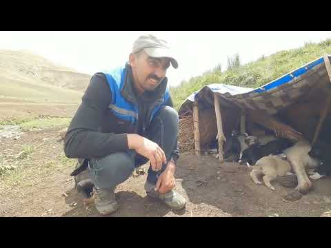 FİRAR EDEN YAVRULARI BİR TAKİPÇİ ADINA OBA ÇOCUKLARINA