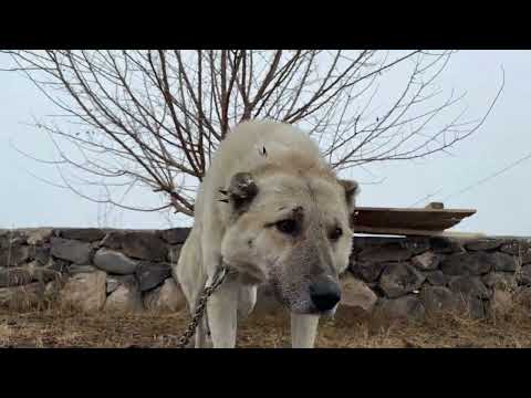 KARLI SABAHA UYANDIK KÖPEKLERİN YERİNDE DEĞİŞİKLİK