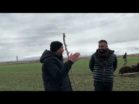 SALDIRI ANINDA ÇİTA TAKTİĞİ UYGULAYAN ÇOBAN KÖPEĞİ