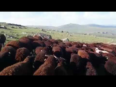 Kuzuları ayırdık