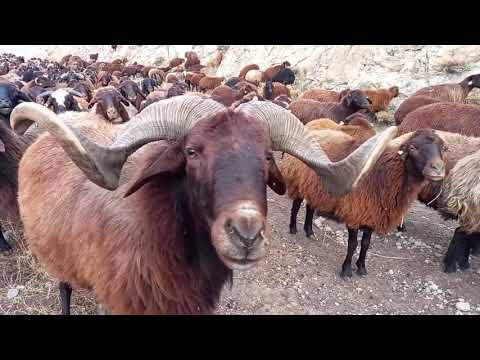 KURT BOĞAN KÖPEKLER KARA DEMLİK ÇAYI çoban ın bir günü
