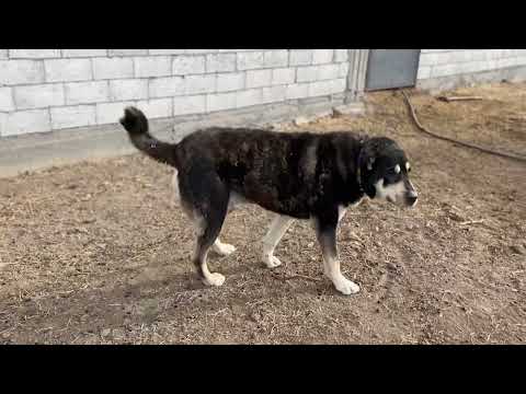 BÜTÜN KÖPEKLER HIRÇOYU TUTMUŞ ÜÇÜZ KOYUN