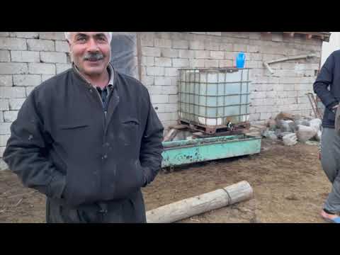 30 YIL ÇOBANLIK YAPTIM TABİKİ IĞDIRIN EN GÜZEL KOYUNLARI