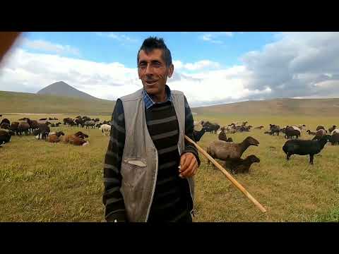 ŞİMDİYE KADAR GÖRDÜĞÜM EN İRİ MOR KOYUNLAR