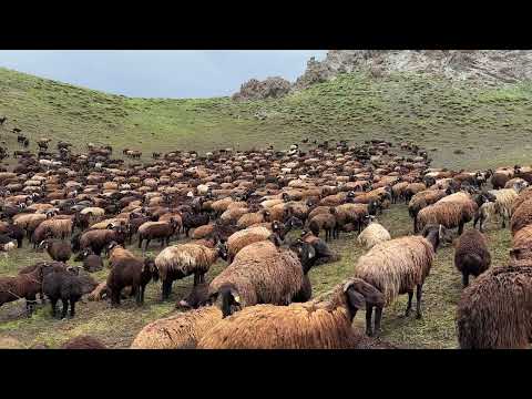 ŞEMSİYELERİN ALTINDA MUHABBET DEV AYIYI GÖRÜNTÜLEDİK