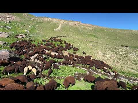KÜÇÜK ÇOBAN CESUR İLE KUZU ÇOBANLIĞI
