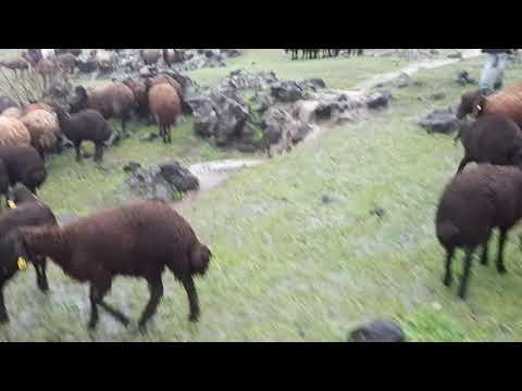AĞRI DAĞ ında sel akıyor