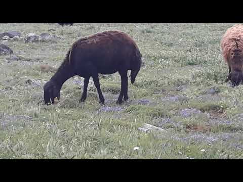 Yağmur altında koyun yaymak