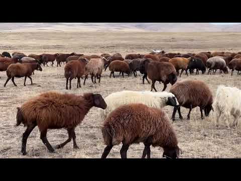 SARSILMAZ İLE BOZO SÜRÜ KÖPEKLERİ ARASINDA KALDI HIRÇO