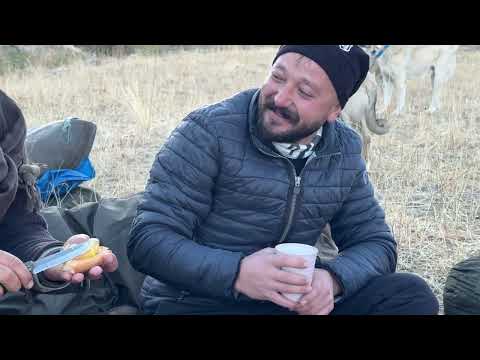 KÖPEKLER BİRBİRLERİNE ALIŞIYOR ATEŞ BAŞI KURT SOHBETLERİ