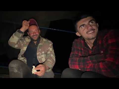 ERKEK KUZULARI AYIRDIK SÜRÜYE GELEN KURT
