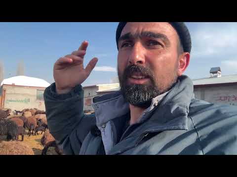 KUZULARDA AĞIZ HASTALIĞI NASIL TEDAVİ EDİYORUZ